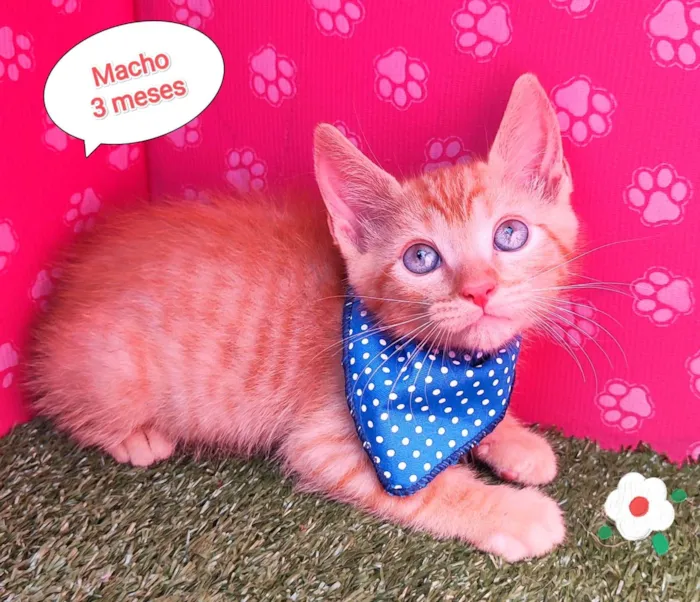 Gato ra a SRD-ViraLata idade Abaixo de 2 meses nome Luli