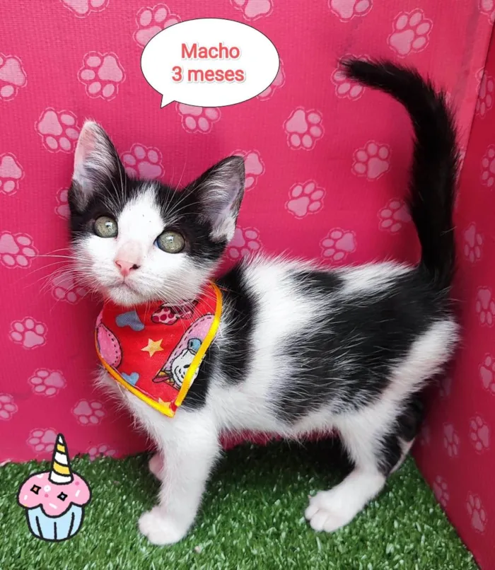 Gato ra a SRD-ViraLata idade 2 a 6 meses nome Stitch