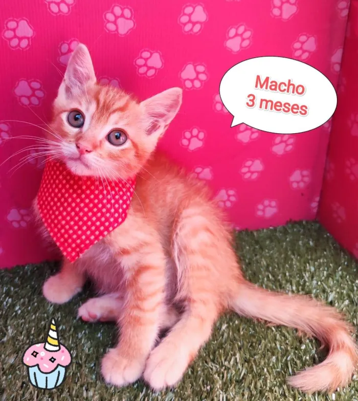 Gato ra a SRD-ViraLata idade 2 a 6 meses nome Garfield