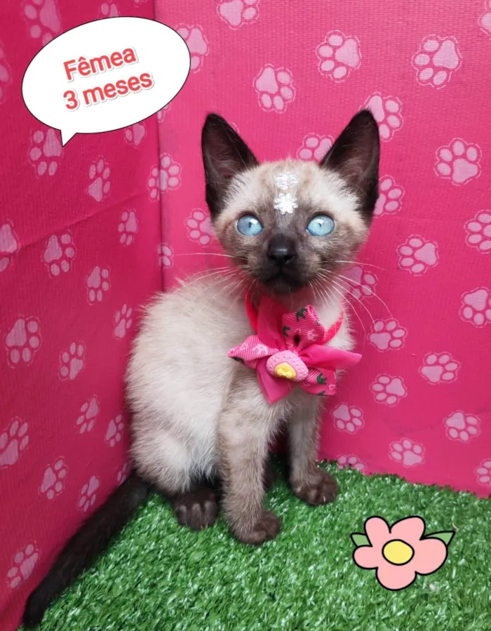 Gato ra a SRD-ViraLata idade 2 a 6 meses nome Joaninha