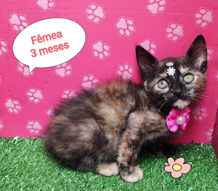 Gato ra a SRD-ViraLata idade 2 a 6 meses nome Carol