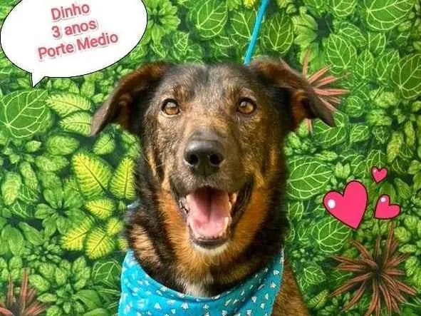 Cachorro ra a SRD-ViraLata idade 3 anos nome Dinho