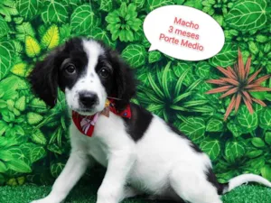 Cachorro raça SRD-ViraLata idade 2 a 6 meses nome Luís 