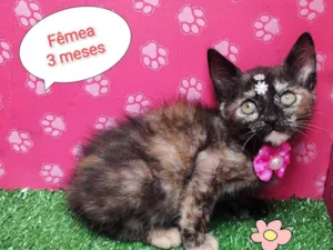 Gato raça SRD-ViraLata idade 2 a 6 meses nome Carol