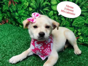 Cachorro raça Labrador idade 2 a 6 meses nome Lola