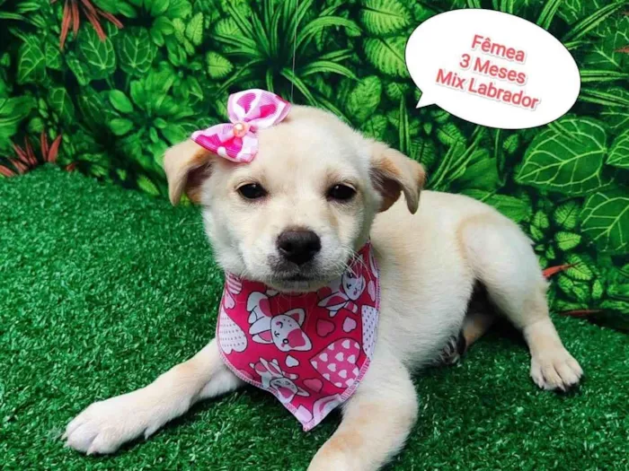 Cachorro ra a Labrador idade 2 a 6 meses nome Lola