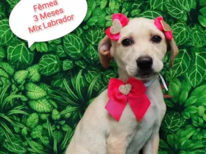 Cachorro raça Labrador idade 2 a 6 meses nome Lilica