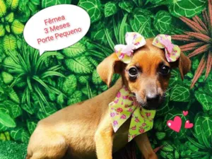 Cachorro raça SRD-ViraLata idade 2 a 6 meses nome July