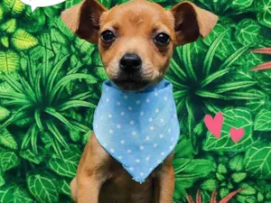 Cachorro raça SRD-ViraLata idade 2 a 6 meses nome Júlio