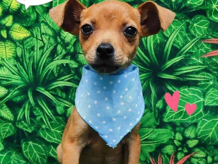 Cachorro ra a SRD-ViraLata idade 2 a 6 meses nome Júlio