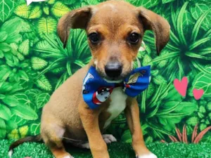 Cachorro raça SRD-ViraLata idade 2 a 6 meses nome José