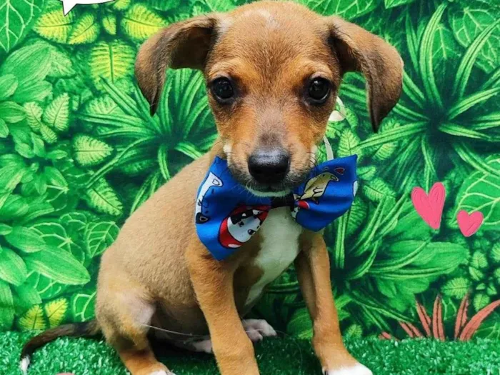 Cachorro ra a SRD-ViraLata idade 2 a 6 meses nome José