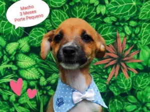 Cachorro raça SRD-ViraLata idade 2 a 6 meses nome Junior