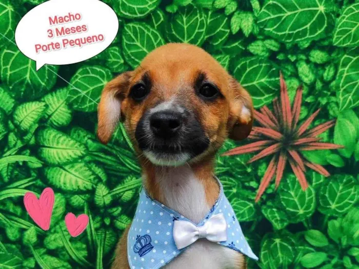 Cachorro ra a SRD-ViraLata idade 2 a 6 meses nome Junior