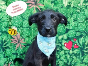 Cachorro raça SRD-ViraLata idade 2 a 6 meses nome Pantera