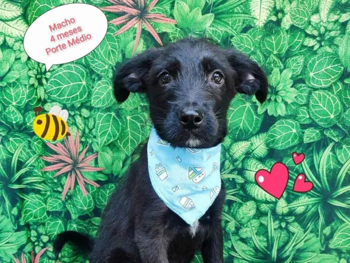 Cachorro ra a SRD-ViraLata idade 2 a 6 meses nome Pantera
