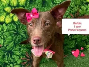 Cachorro raça SRD-ViraLata idade 1 ano nome Barbie
