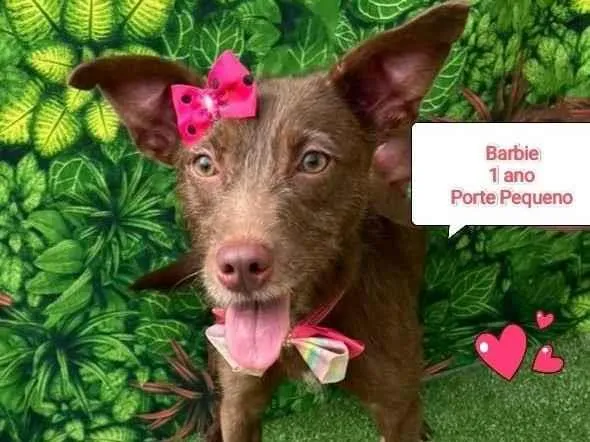 Cachorro ra a SRD-ViraLata idade 1 ano nome Barbie