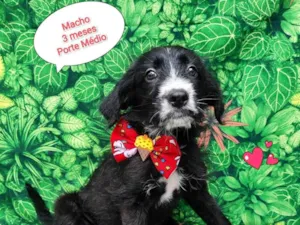 Cachorro raça SRD-ViraLata idade 2 a 6 meses nome Koda