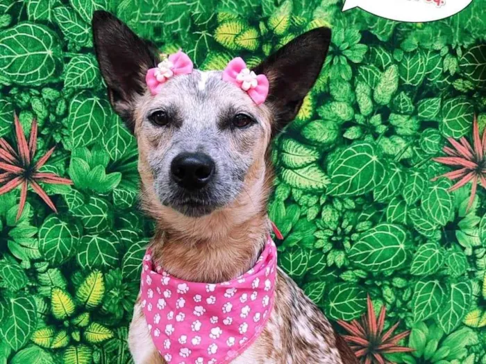 Cachorro ra a SRD-ViraLata idade 2 anos nome Amora