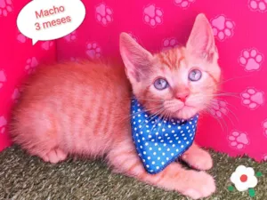 Gato raça SRD-ViraLata idade Abaixo de 2 meses nome Luli