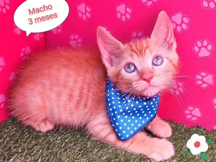 Gato ra a SRD-ViraLata idade Abaixo de 2 meses nome Luli