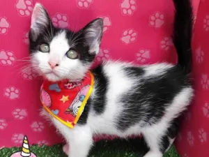 Gato raça SRD-ViraLata idade 2 a 6 meses nome Stitch