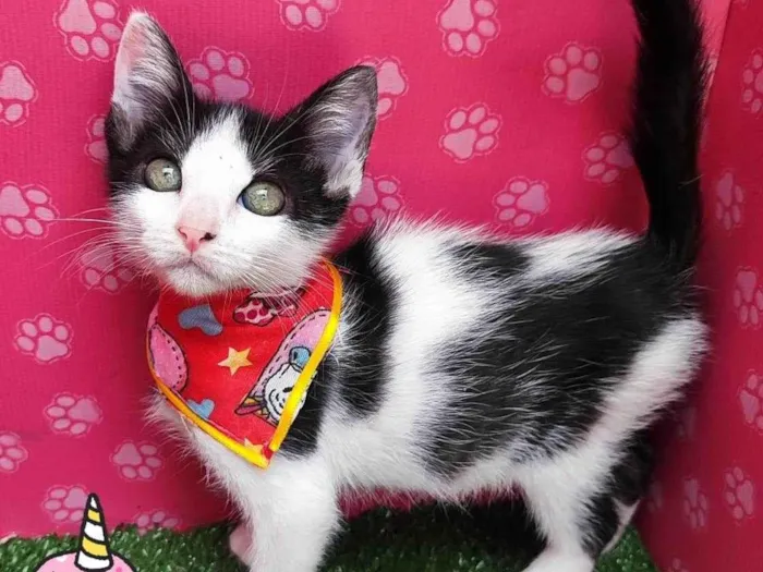 Gato ra a SRD-ViraLata idade 2 a 6 meses nome Stitch