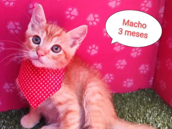 Gato ra a SRD-ViraLata idade 2 a 6 meses nome Garfield