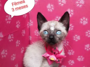 Gato raça SRD-ViraLata idade 2 a 6 meses nome Joaninha