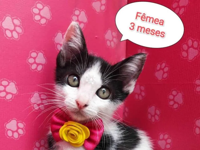 Gato ra a SRD-ViraLata idade 2 a 6 meses nome Luana