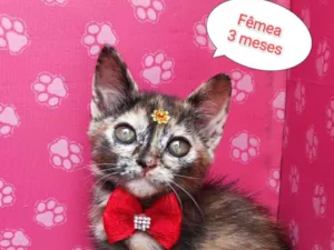 Gato raça SRD-ViraLata idade 2 a 6 meses nome Jenna
