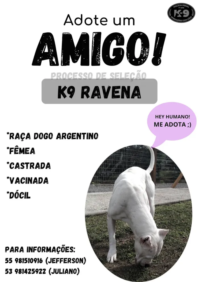 Cachorro ra a DOGO ARGENTINO idade 6 ou mais anos nome RAVENA