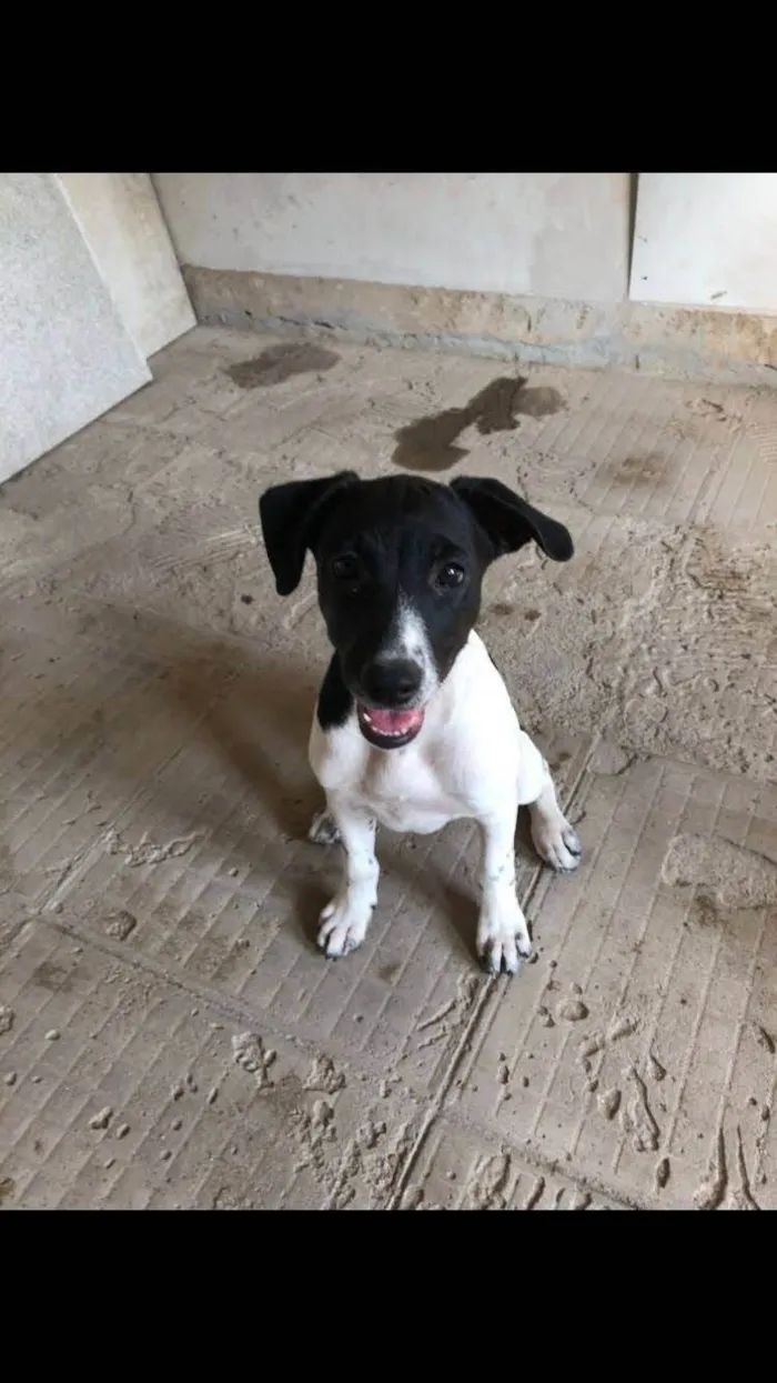 Cachorro ra a SRD-ViraLata idade 2 a 6 meses nome Mimosa