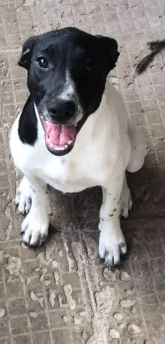 Cachorro ra a SRD-ViraLata idade 2 a 6 meses nome Mimosa