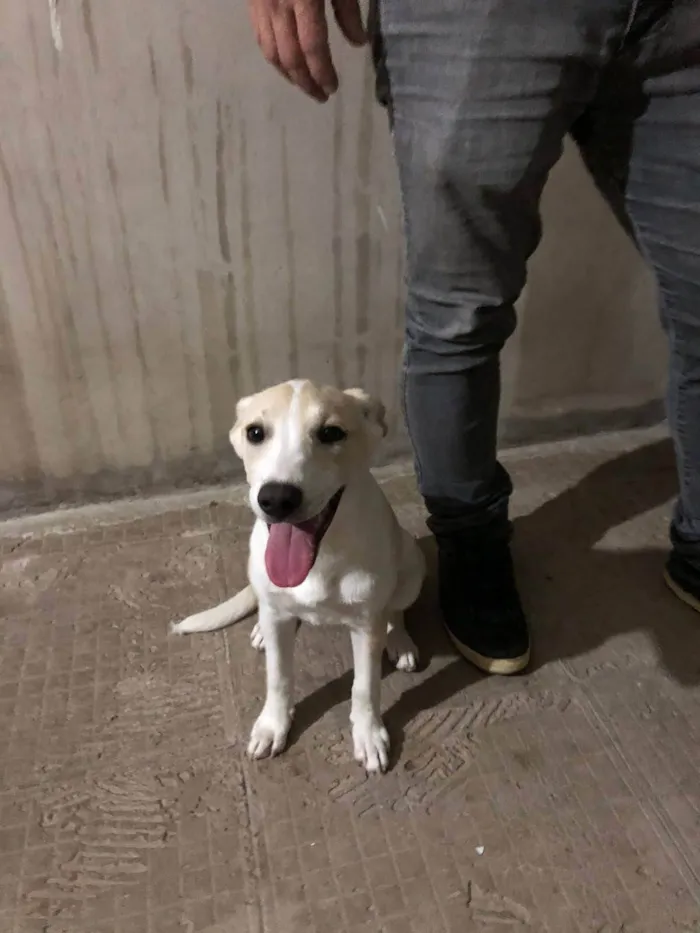 Cachorro ra a SRD-ViraLata idade 2 a 6 meses nome Gaya