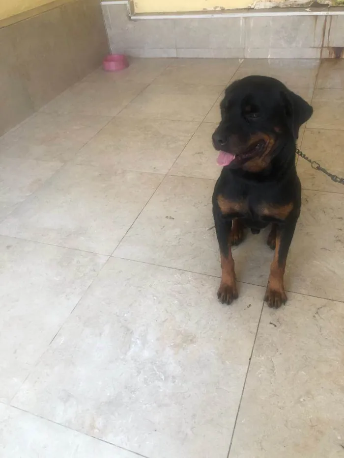 Cachorro ra a Rottweiler idade 2 anos nome Theo