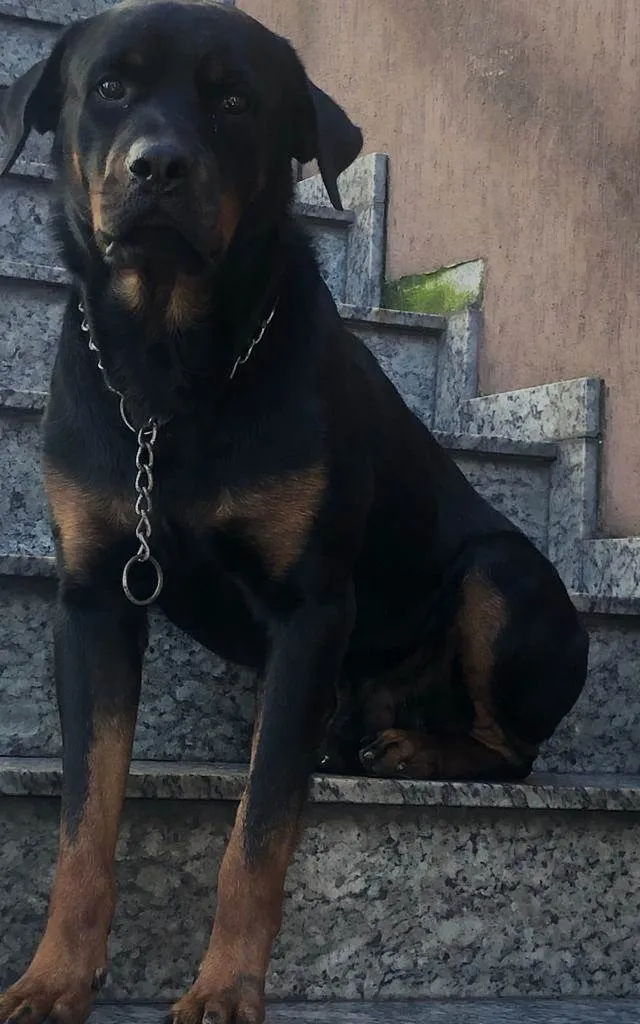 Cachorro ra a Rottweiler idade 2 anos nome Theo