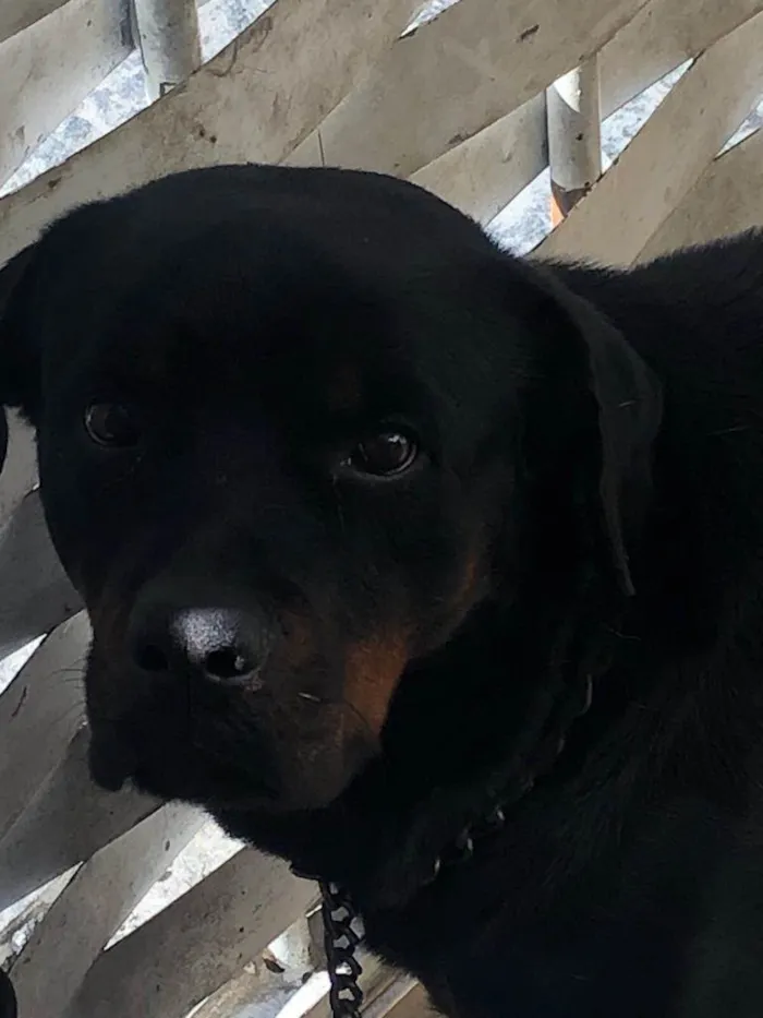 Cachorro ra a Rottweiler idade 2 anos nome Theo