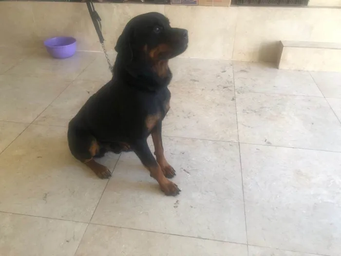 Cachorro ra a Rottweiler idade 2 anos nome Theo
