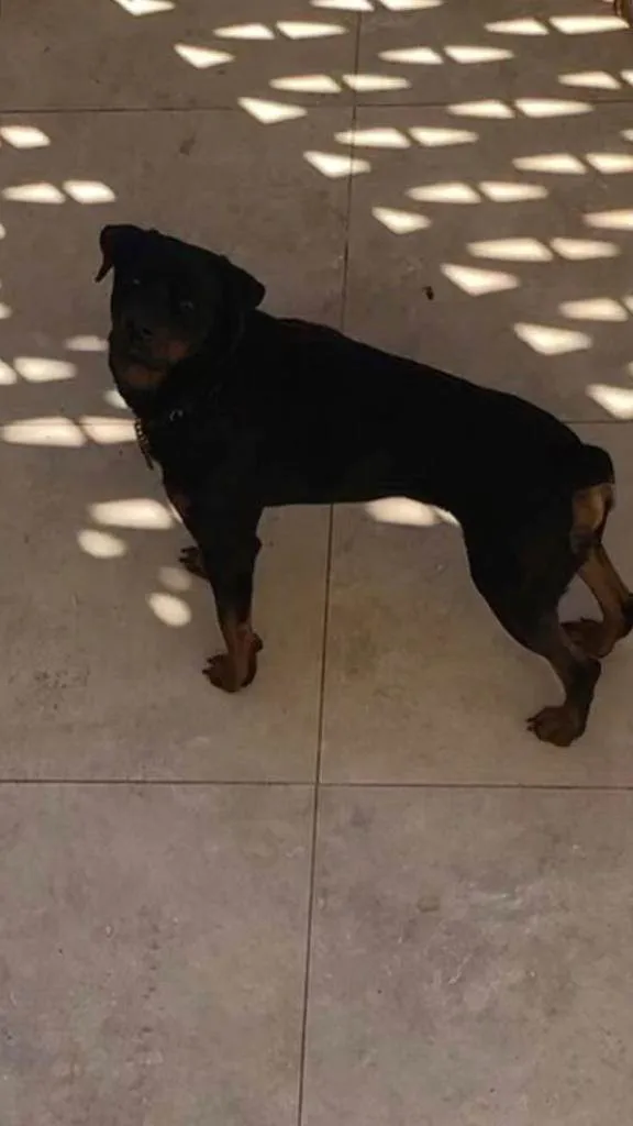 Cachorro ra a Rottweiler idade 2 anos nome Theo