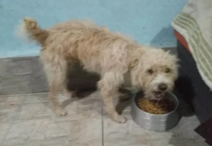 Cachorro ra a SRD-ViraLata idade 2 anos nome Lion