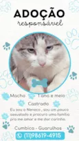 Neneco