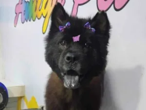 Cachorro raça Chow Chow  idade 2 anos nome Nick