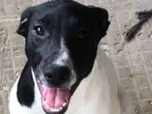 Cachorro raça SRD-ViraLata idade 2 a 6 meses nome Mimosa