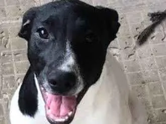 Cachorro ra a SRD-ViraLata idade 2 a 6 meses nome Mimosa