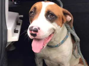 Cachorro raça SRD-ViraLata idade 1 ano nome Batman 