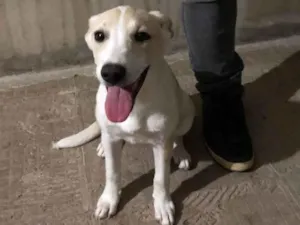 Cachorro raça SRD-ViraLata idade 2 a 6 meses nome Gaya
