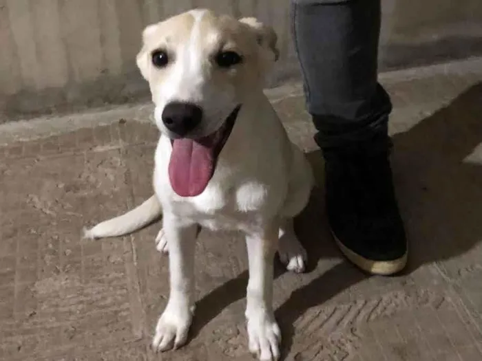 Cachorro ra a SRD-ViraLata idade 2 a 6 meses nome Gaya