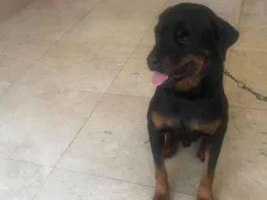 Cachorro raça Rottweiler idade 2 anos nome Theo